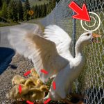 194-goose-Cover
