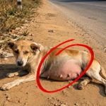 195-pregnant-dog-Cover