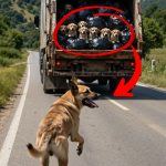 206-dog-cover