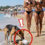215-beach-cover