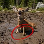 217-fawn-cover