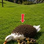 278-duck-Cover