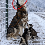 281-husky-Cover