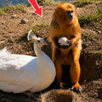 283-monkey-Cover