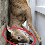 285-deer-Cover