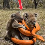 292-koala-Cover