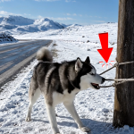 294-dog-Cover
