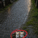 302-kittens-Cover