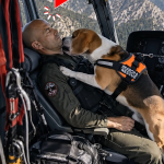 304-dog-rescue-Cover