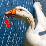 305-duck-Cover