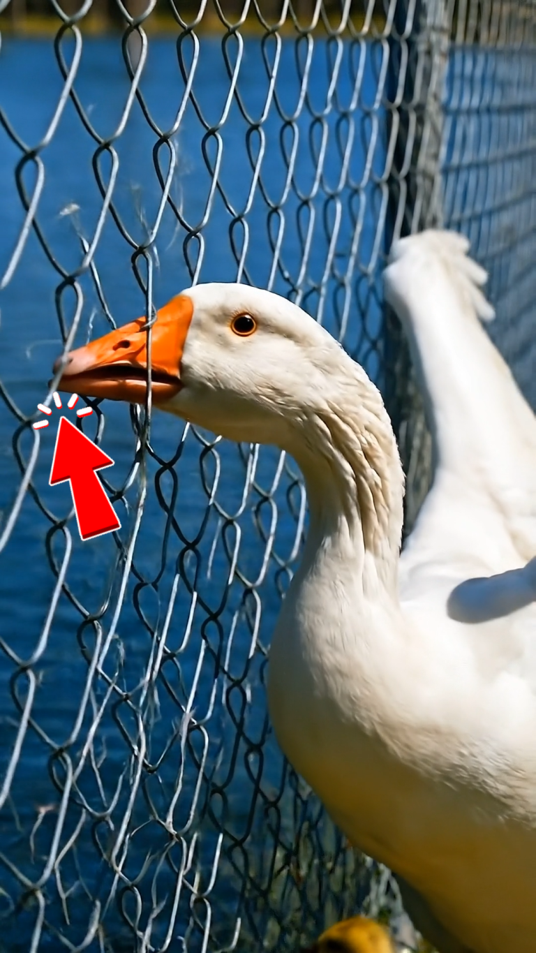 305-duck-Cover