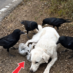309-dog-crows-Cover