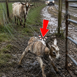 318-goat-COVER