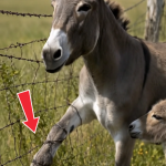 322-donkey-Cover