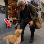 324-puppy-Cover