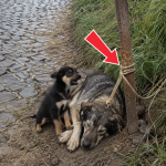 331-dog-puppy-Cover