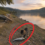 337-cat-fish-Cover