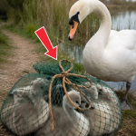 340-swan-Cover