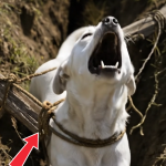343-dog-tied-Cover