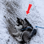 345-husky-Cover