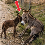 346-donkey-Cover