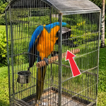 349-perrot-Cover