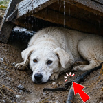 351-dog-Cover