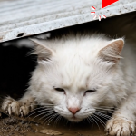 353-cat-Cover