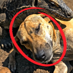 355-lizard-dog-Cover