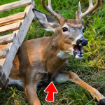 356-deer-Cover