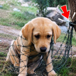 357-puppy-tied-Cover