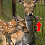 360-deer-Cover