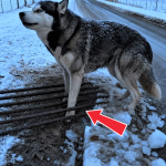362-husky-Cover