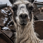 363-llama-Cover