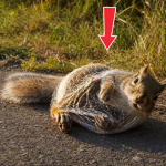 366-squirrel-Cover