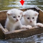 367-kittens-Cover