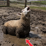 368-sheep-Cover