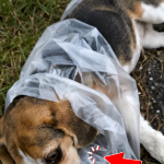 369-puppy-Cover