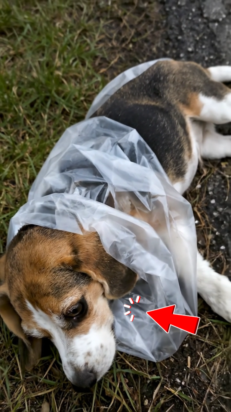 369-puppy-Cover