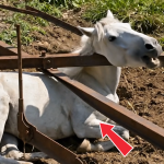 371-horse-Cover