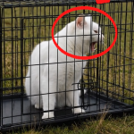 372-kitten-Cover