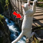 374-kitten-Cover