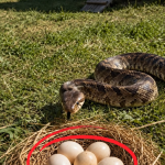 375-snake-egg-Cover