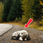 376-puppy-Cover