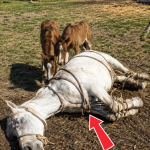 379-horse-Cover