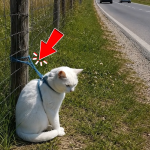 399-cat-Cover