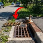 401-duck-cover