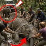 401-elephant-cover